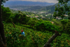 A coffee farmer weeds the fields on a mountainside overlooking the Valle del Sol.